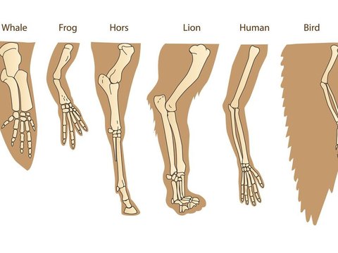 Mengapa Manusia dan Mamalia Lain Punya Lima Jari? Ini Kata Ilmuwan