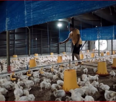 Kisah Pria Asal Sleman Beternak Ayam Broiler, Rela Tidur di Kandang Hingga Pernah Diprotes Warga
