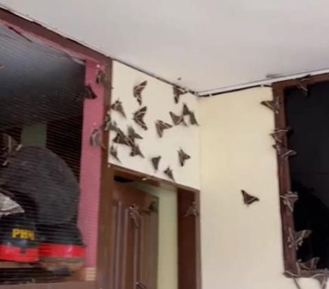 Viral Video of Thousands of Night Butterflies Attacking the Mentawai Police, What Does It Mean?