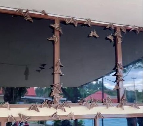 Viral Video of Thousands of Night Butterflies Attacking the Mentawai Police, What Does It Mean?