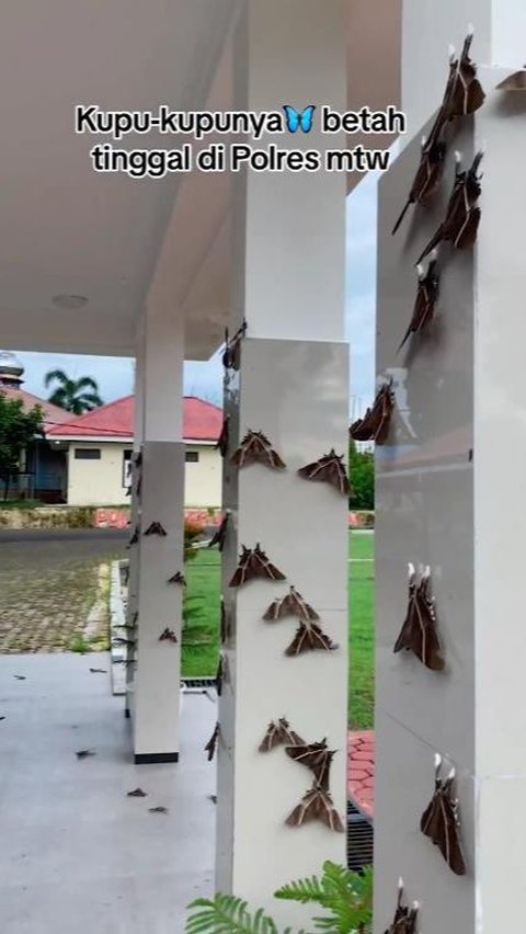 Viral Video of Thousands of Night Butterflies Attacking the Mentawai Police, What Does It Mean?