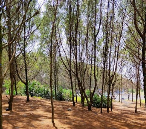 Teduh dan Bikin Betah, Ini Pesona Keindahan Pantai Cemara Cipanglay di Cianjur yang Lagi Viral