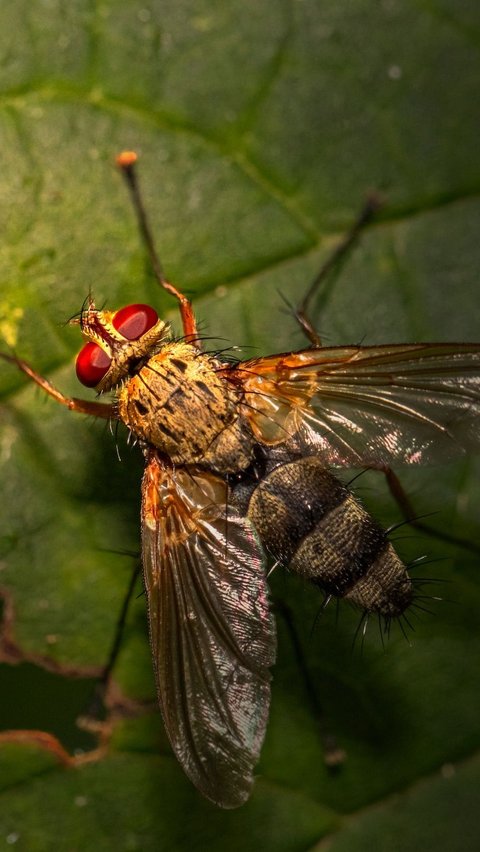 <b>Bukan Pakai Gantungan Plastik Isi Air, Ini Cara Ampuh Usir Lalat dari Meja Makan</b>