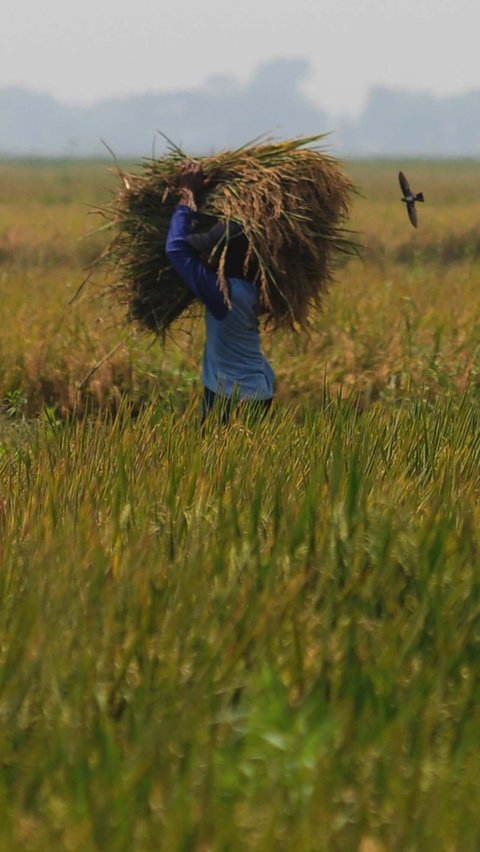 FOTO: Geliat Petani di Tengah Kenaikan Harga Gabah Kering Panen Rp6.000 per Kilogram