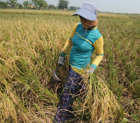 FOTO: Geliat Petani di Tengah Kenaikan Harga Gabah Kering Panen Rp6.000 per Kilogram