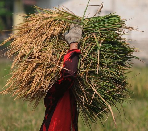 FOTO: Geliat Petani di Tengah Kenaikan Harga Gabah Kering Panen Rp6.000 per Kilogram