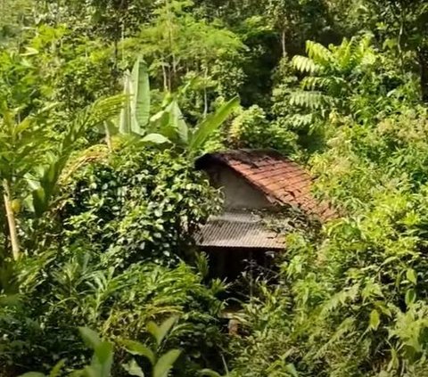 Pasangan Lansia Hidup dengan Damai di Tengah Hutan, Rumahnya Sederhana Berdinding Bilik Bambu