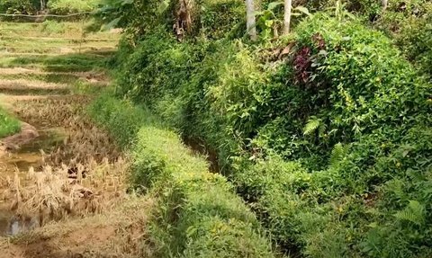 Pasangan Lansia Hidup dengan Damai di Tengah Hutan, Rumahnya Sederhana Berdinding Bilik Bambu