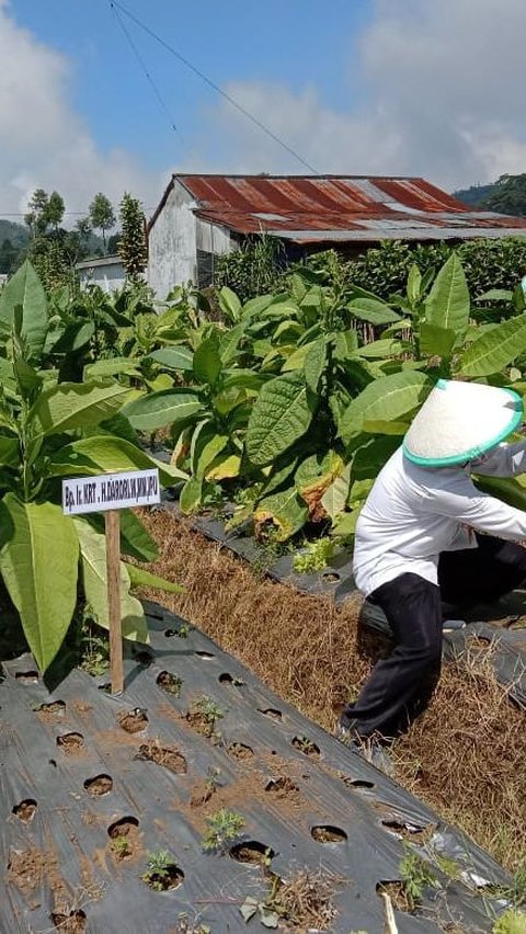 Tangguh Hadapi Ancaman Anomali Cuaca hingga Penyakit, Begini Cara BRIN Dorong Percepatan Produksi Tembakau di Indonesia