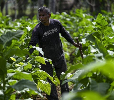 Tangguh Hadapi Ancaman Anomali Cuaca hingga Penyakit, Begini Cara BRIN Dorong Percepatan Produksi Tembakau di Indonesia