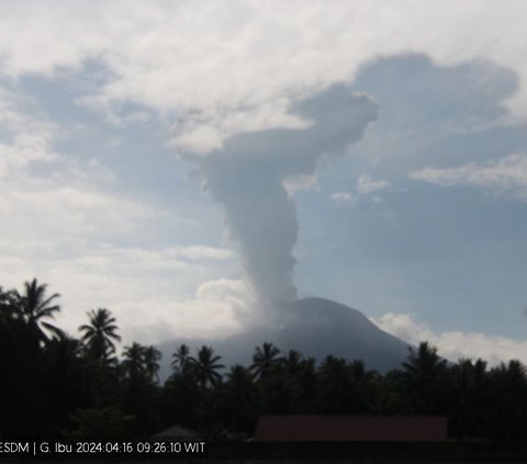 Gunung Ibu di Halmahera Erupsi, Semburkan Abu Setinggi 2.000 Meter