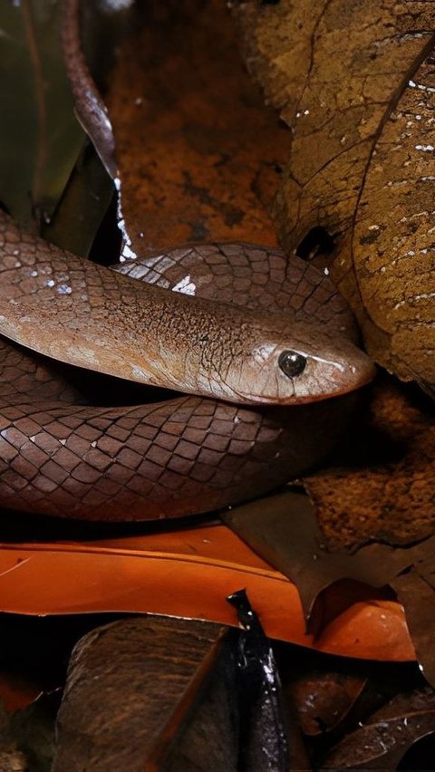 Researchers Discover New Type of Snake that Has Never Been Seen Before, Its Fangs are Shaped Like Knives and Can Climb Five-Story Cliffs