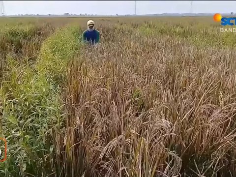 Pilu Petani di Subang Dapati 200 Hektare Sawahnya Mati Mengering, Ternyata Hama Ini Penyebabnya