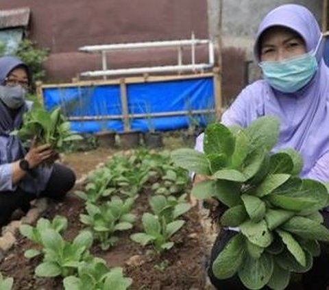Kisah Emak-Emak di Nusa Jaya Tangerang Tanam Sayur di Lahan Kosong, Bantu Pangan Warga di Tengah Mahalnya Bahan Pokok