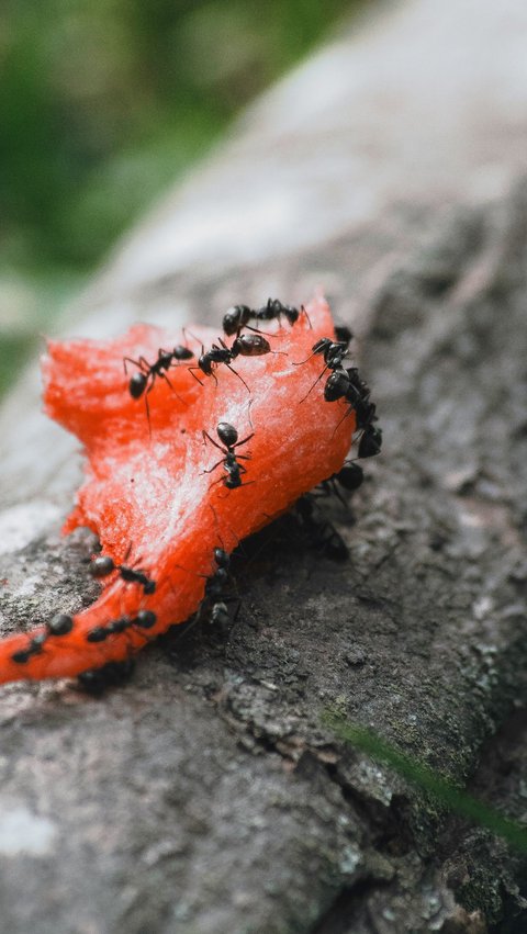 Tidak Boleh Dibunuh! Inilah Doa untuk Mengusir Semut yang Diajarkan Nabi Sulaiman As Beserta Cara Alami Mengusirnya