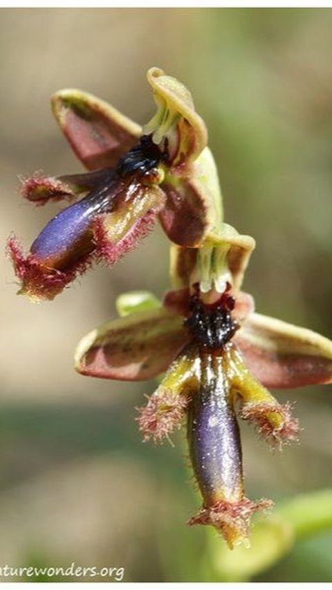 Ophrys Regis-Ferdinandii