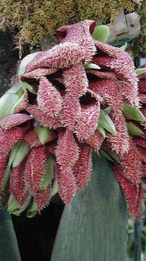 Bulbophyllum phalaenopsis