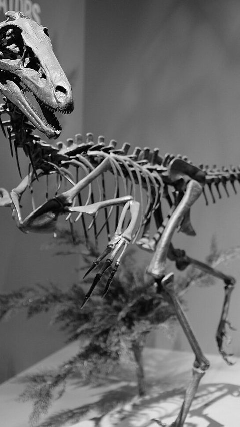 Raptor Troodontid