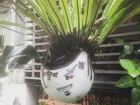 Helm kini jadi pot bunga