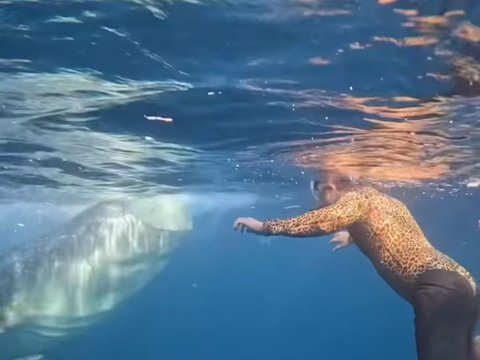 Momen Menegangkan Baim Wong saat Snorkeling di Sumbawa, Nyaris 'Tersenggol' Sirip Ikan Paus Besar