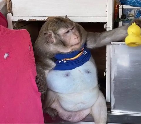Godzilla, the Fattest Monkey in Thailand Dies Due to Obesity and Complications of Disease