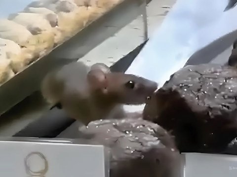 Viral Rat Enjoying Donuts in Cake Shop Display in PIK, Management Shocked Chooses Temporary Closure