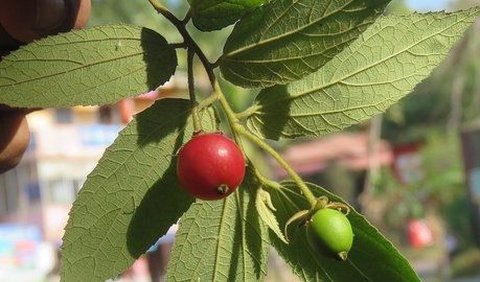 6. Daun Kersen