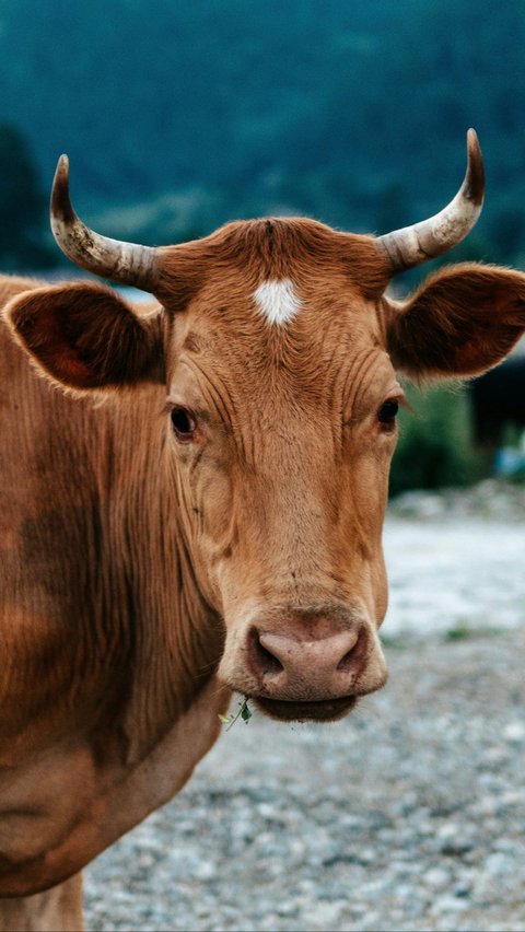 Tata Cara Menyembelih Hewan Qurban Sesuai Syariat Islam: Rukun, Syarat, dan Doanya