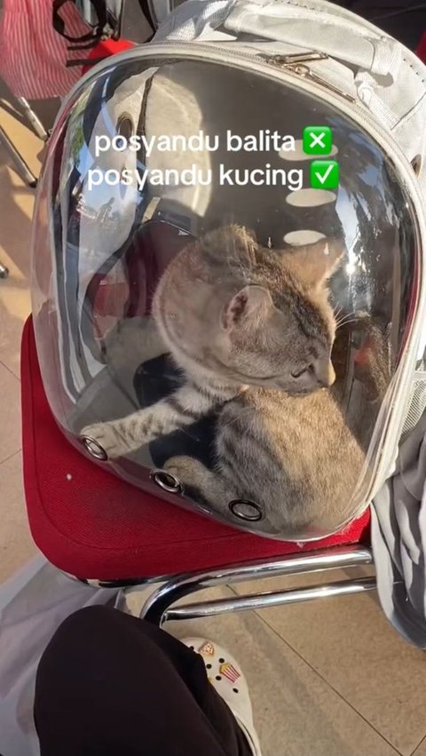 Viral Posyandu Kucing di Lamongan, Fasilitas Lengkap Ada Timbangan hingga Petugas Khusus