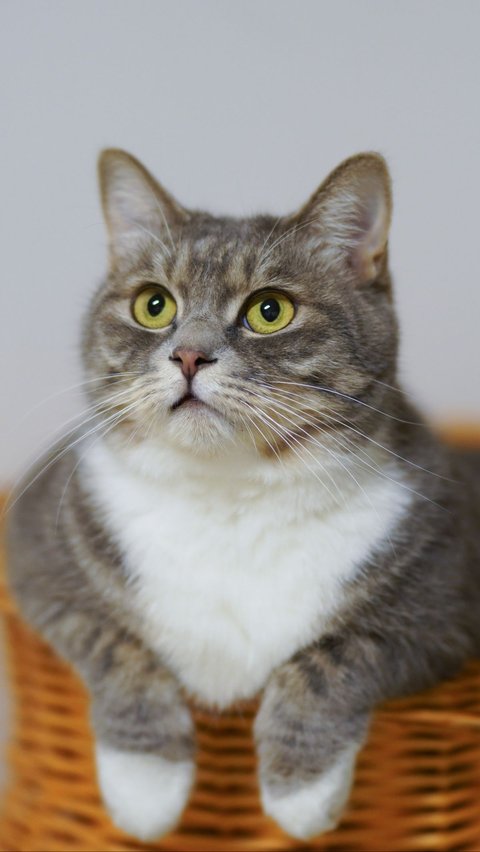 Nama Kucing Bahasa Jepang yang Mudah Diingat dan Punya Arti Baik<br>