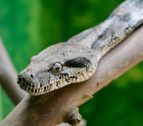 Create a Stir Among Residents! Python Snake in Sulawesi Swallows a Human, Expert Explanation