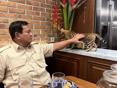Prabowo's Relaxing Moment with Leopard Patterned Cat, Netizens: Bobby Crying in the Corner