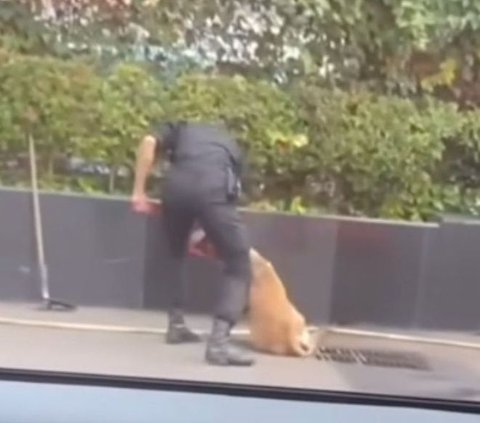 Outrageous Plaza Indonesia Security Guard Fired Because of Viral Video Hitting a Dog, How Much is His Salary?