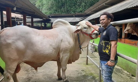 Satrio Utomo, Sapi Satu Ton Milik Aipda Zuli 'Dipinang' Jokowi Jadi Hewan Kurban di DIY