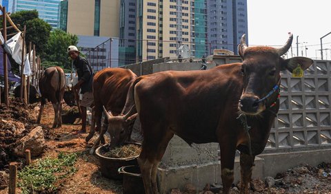 Raditya menjamin, semua hewan kurban dalam kondisi sehat, halal dan higienis. 