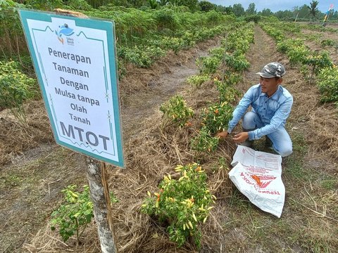 Pakai Sistem Mulsa Organik, Petani Cabai di Pesisir Timur Jambi Ungkap Keuntungannya