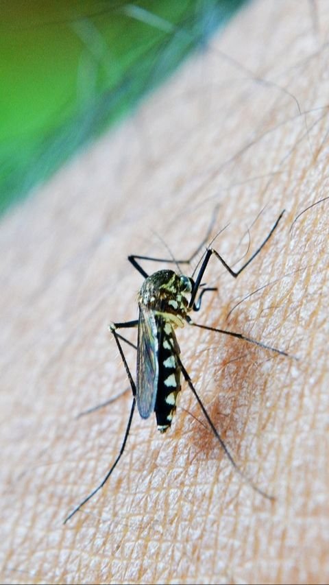 Ketahui Perbedaan antara Nyamuk Aedes Aegypti dan Aedes Albopictus yang Jadi Penyebab DBD