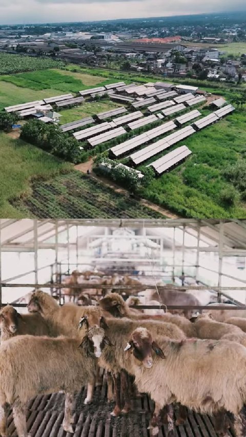 Menilik Kandang Kambing Terluas di Malang, Ubah Kambing Lokal Jadi Spesial Omzetnya Capai Rp600 Juta per Bulan