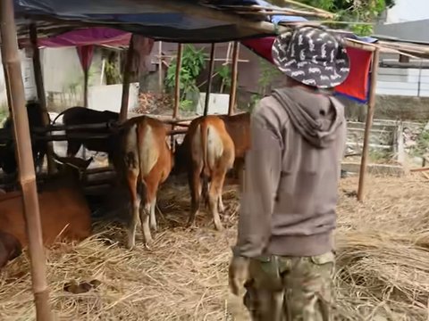 Indah Permatasari Istri Arie Kriting Buka Usaha Hewan Sapi 'Saya Sekarang Jadi Juragan Sapi'