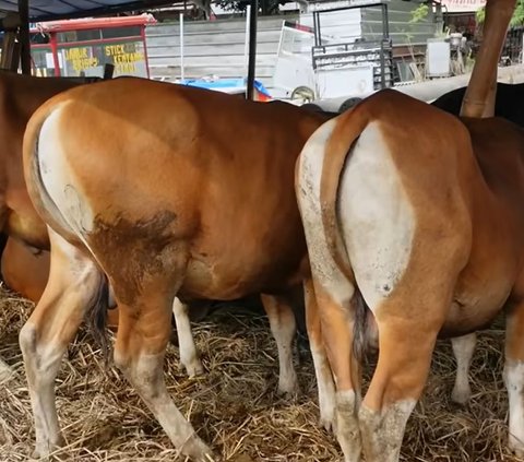 Indah Permatasari Istri Arie Kriting Buka Usaha Hewan Sapi 'Saya Sekarang Jadi Juragan Sapi'