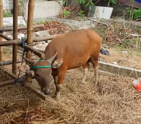 Indah Permatasari Istri Arie Kriting Buka Usaha Hewan Sapi 'Saya Sekarang Jadi Juragan Sapi'