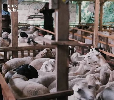 Menilik Kandang Kambing Terluas di Malang, Ubah Kambing Lokal Jadi Spesial Omzetnya Capai Rp600 Juta per Bulan