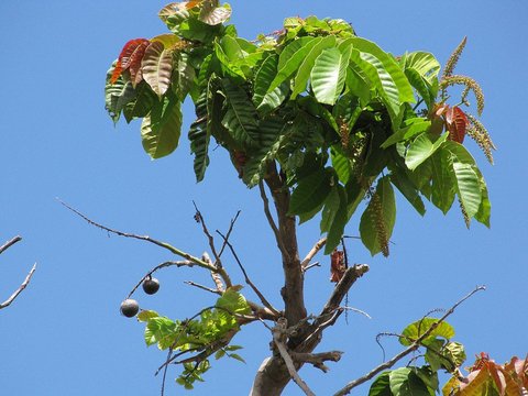 Manfaat Buah Matoa untuk Kecantikan