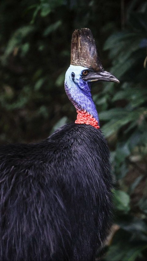 FOTO: Cantiknya Kasuari, Burung Purba Endemik Papua dan Australia yang Terancam Punah