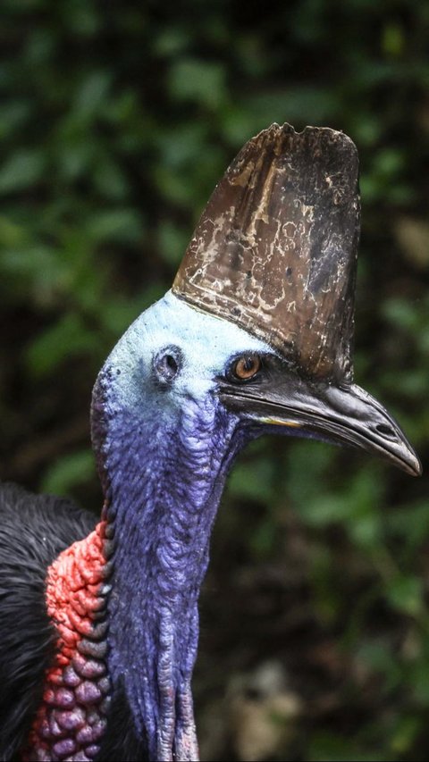 Pemerintah Australia menempatkan burung Kasuari sebagai satwa terancam punah. Menurutnya, hanya tersisa sekitar 4.500 ekor di alam liar. Foto: David Gray/AFP