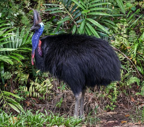 FOTO: Cantiknya Kasuari, Burung Purba Endemik Papua dan Australia yang Terancam Punah