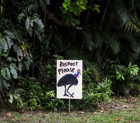 FOTO: Cantiknya Kasuari, Burung Purba Endemik Papua dan Australia yang Terancam Punah