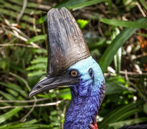 FOTO: Cantiknya Kasuari, Burung Purba Endemik Papua dan Australia yang Terancam Punah