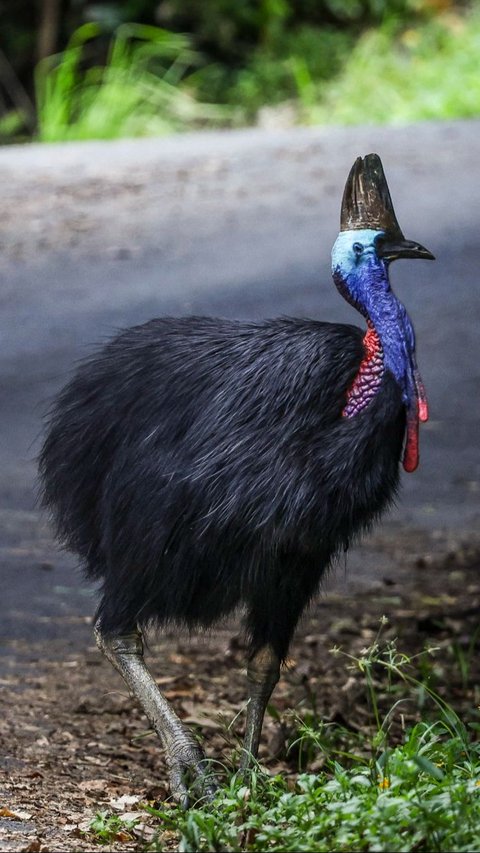 Kemudian, burung ini punya mahkota mirip tanduk yang menonjol di atas kepalanya. Foto: David Gray/AFP