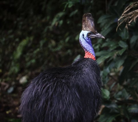 Seekor burung Kasuari terlihat di pinggir jalan Kota Etty Bay, Pantai Kasuari, Queensland, Australia, pada 7 April 2024. Kasuari, burung purba yang tak bisa terbang, merupakan burung endemik hutan hujan Papua dan Australia. Sudah ada sejak puluhan juta tahun lalu, kini populasi burung Kasuari mengkhawatirkan. Foto: David Gray/AFP